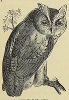 An illustration from Among the birds : a series of sketches for young folks, illustrating the domestic life of our feathered friends (1868)