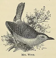 Picture 4 of 7 from Among the birds : a series of sketches for young folks, illustrating the domestic life of our feathered friends (1868), leaf 92