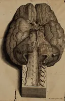 An illustration from The anatomy of the brain : containing its mechanism and physiology, together with some new discoveries and corrections of ancient and modern authors upon that subject : to which is annex’d a particular account of animal functions and muscular motion, the whole illustrated with elegant sculptures after the life (1695)