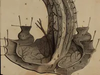 An illustration from The anatomy of the brain : containing its mechanism and physiology, together with some new discoveries and corrections of ancient and modern authors upon that subject : to which is annex’d a particular account of animal functions and muscular motion, the whole illustrated with elegant sculptures after the life (1695)