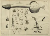 An illustration from Analecta transalpina (1762)