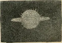 An illustration from Analyse spectrale des corps célestes. Traduit de l'anglais par l'abbé Moigno (1866)