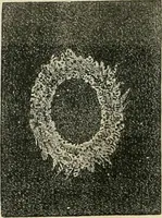 An illustration from Analyse spectrale des corps célestes. Traduit de l'anglais par l'abbé Moigno (1866)