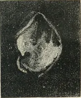 An illustration from Analyse spectrale des corps célestes. Traduit de l'anglais par l'abbé Moigno (1866)