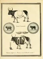 Picture 16 of 21 from A new system, or, An analysis of ancient mythology : wherein an attempt is made to divest tradition of fable, and to reduce the truth to its original purity ... (1774), leaf 471