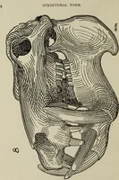Picture 3 of 92 from Analysis of drawing, painting and composing (1904), leaf 15