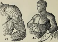 Picture 64 of 92 from Analysis of drawing, painting and composing (1904), leaf 157