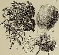 Picture 81 of 92 from Analysis of drawing, painting and composing (1904), leaf 188