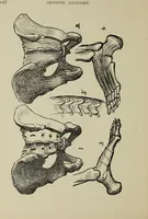 Picture 88 of 92 from Analysis of drawing, painting and composing (1904), leaf 209