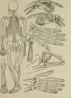 Picture 89 of 92 from Analysis of drawing, painting and composing (1904), leaf 212