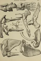 Picture 90 of 92 from Analysis of drawing, painting and composing (1904), leaf 214