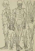 Picture 91 of 92 from Analysis of drawing, painting and composing (1904), leaf 215