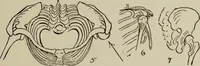Picture 7 of 92 from Analysis of drawing, painting and composing (1904), leaf 22