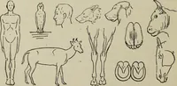 Picture 10 of 92 from Analysis of drawing, painting and composing (1904), leaf 29