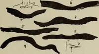 Picture 16 of 92 from Analysis of drawing, painting and composing (1904), leaf 40