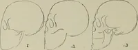 An illustration from Analysis of drawing, painting and composing (1904)