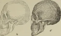 Picture 33 of 92 from Analysis of drawing, painting and composing (1904), leaf 82