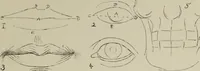 Picture 35 of 92 from Analysis of drawing, painting and composing (1904), leaf 88