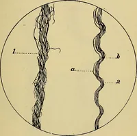 An illustration from The analysis & reproduction of textile fabrics : being a reasonable explanation of the necessary calculations and processes involved in analysing, effecting the required changes, and reproducing all the principal types of woven textures, from the raw materials to the finished cloth ; with an appendix upon "The cost of cloths." (1894)