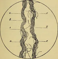 An illustration from The analysis & reproduction of textile fabrics : being a reasonable explanation of the necessary calculations and processes involved in analysing, effecting the required changes, and reproducing all the principal types of woven textures, from the raw materials to the finished cloth ; with an appendix upon "The cost of cloths." (1894)