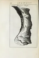 Picture 17 of 29 from Anastasis Childerici I. Francorum regis, siue, Thesaurus sepulchralis Tornaci Neruiorum effossus, & commentario illustratus (1655), leaf 234