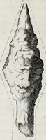An illustration from Anastasis Childerici I. Francorum regis, siue, Thesaurus sepulchralis Tornaci Neruiorum effossus, & commentario illustratus (1655)