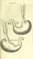 An illustration from Anatome, ex omnium veterum recentiorumque observationibus imprimis Institutionibus b. m. parentis Ca (1686)