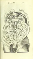An illustration from Anatome, ex omnium veterum recentiorumque observationibus imprimis Institutionibus b. m. parentis Ca (1686)