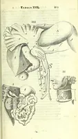 An illustration from Anatome, ex omnium veterum recentiorumque observationibus imprimis Institutionibus b. m. parentis Ca (1686)