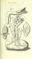 An illustration from Anatome, ex omnium veterum recentiorumque observationibus imprimis Institutionibus b. m. parentis Ca (1686)