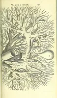 An illustration from Anatome, ex omnium veterum recentiorumque observationibus imprimis Institutionibus b. m. parentis Ca (1686)