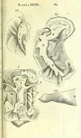 An illustration from Anatome, ex omnium veterum recentiorumque observationibus imprimis Institutionibus b. m. parentis Ca (1686)