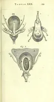 An illustration from Anatome, ex omnium veterum recentiorumque observationibus imprimis Institutionibus b. m. parentis Ca (1686)