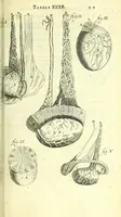An illustration from Anatome, ex omnium veterum recentiorumque observationibus imprimis Institutionibus b. m. parentis Ca (1686)