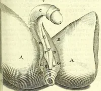 An illustration from Anatome, ex omnium veterum recentiorumque observationibus imprimis Institutionibus b. m. parentis Ca (1686)