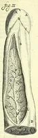 An illustration from Anatome, ex omnium veterum recentiorumque observationibus imprimis Institutionibus b. m. parentis Ca (1686)