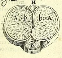 An illustration from Anatome, ex omnium veterum recentiorumque observationibus imprimis Institutionibus b. m. parentis Ca (1686)