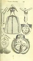 An illustration from Anatome, ex omnium veterum recentiorumque observationibus imprimis Institutionibus b. m. parentis Ca (1686)