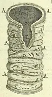 An illustration from Anatome, ex omnium veterum recentiorumque observationibus imprimis Institutionibus b. m. parentis Ca (1686)