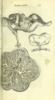 An illustration from Anatome, ex omnium veterum recentiorumque observationibus imprimis Institutionibus b. m. parentis Ca (1686)
