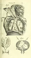 An illustration from Anatome, ex omnium veterum recentiorumque observationibus imprimis Institutionibus b. m. parentis Ca (1686)