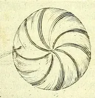 An illustration from Anatome, ex omnium veterum recentiorumque observationibus imprimis Institutionibus b. m. parentis Ca (1686)