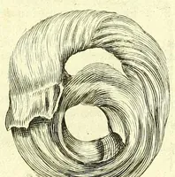 An illustration from Anatome, ex omnium veterum recentiorumque observationibus imprimis Institutionibus b. m. parentis Ca (1686)