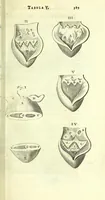 An illustration from Anatome, ex omnium veterum recentiorumque observationibus imprimis Institutionibus b. m. parentis Ca (1686)