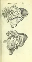 Picture 30 of 49 from Anatome, ex omnium veterum recentiorumque observationibus imprimis Institutionibus b. m. parentis Ca (1686), leaf 437