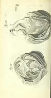 An illustration from Anatome, ex omnium veterum recentiorumque observationibus imprimis Institutionibus b. m. parentis Ca (1686)