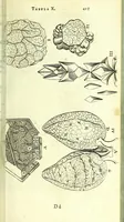 An illustration from Anatome, ex omnium veterum recentiorumque observationibus imprimis Institutionibus b. m. parentis Ca (1686)