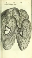 An illustration from Anatome, ex omnium veterum recentiorumque observationibus imprimis Institutionibus b. m. parentis Ca (1686)