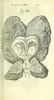 An illustration from Anatome, ex omnium veterum recentiorumque observationibus imprimis Institutionibus b. m. parentis Ca (1686)