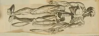 An illustration from Anatome, ex omnium veterum recentiorumque observationibus imprimis Institutionibus b. m. parentis Ca (1686)